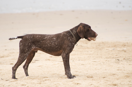A dog is standing on the beach with a ballの写真素材