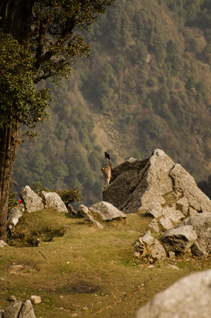 The crow sits on a branch against the background of mountains and stonesの写真素材