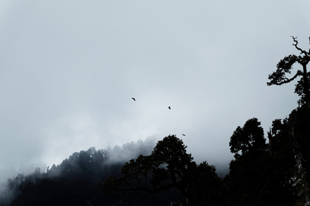 Mystical and mysterious forest in the fog with a bird forest and mountainの写真素材
