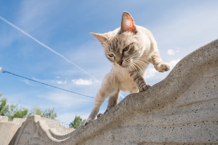 A cat walks along a fence and looks downの写真素材