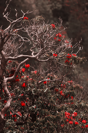 Branches against the background of blurred red flowers in the forestの写真素材