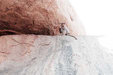 Monkey are looking at the camera sitting on a rockの写真素材