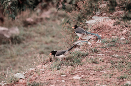 Two birds sits on a rock and looks into the cameraの写真素材