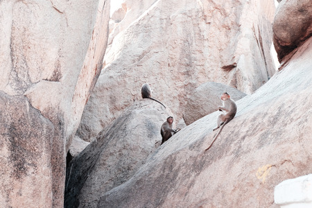 Three monkeys sit on rocks in different posesの写真素材