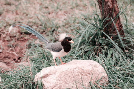 A bird sits on a rock and looks into the cameraの写真素材