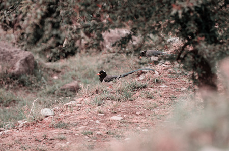 Two birds sits on a rock and looks into the cameraの写真素材