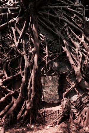 Pattern of thick branches from a tree on a wallの写真素材