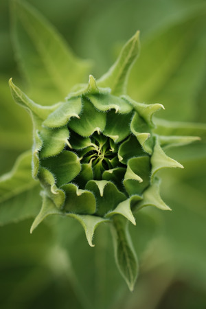Not blooming macro sunflower in monochrome on the darc backgroundの写真素材
