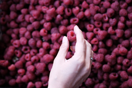 Female hand holding raspberries on a red raspberries backgroundの写真素材