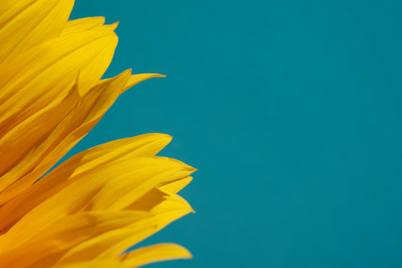 Yellow sunflower leaves on a lilac blue background with copy spaceの写真素材