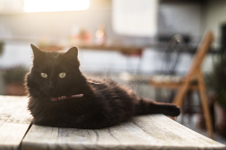 The cat in a collar sits on a wooden table and looks into the cameraの写真素材