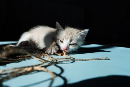White little luminous kitten sadly looks longingly at a toy on a thread on a black backgroundの写真素材