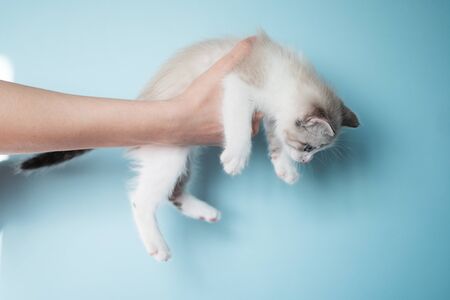 The hand of a young woman holds a kitten on a blue background. A shelter for pets is given in the careの写真素材