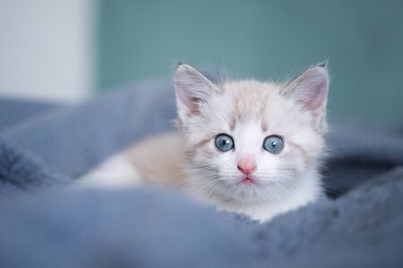 White cute cozy kitten with blue eyes lying on a grey plaid and looks at the cameraの写真素材