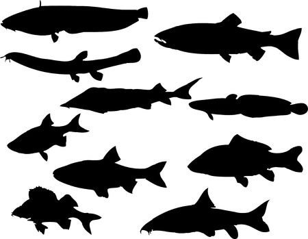 Set fish. Vector
の写真素材