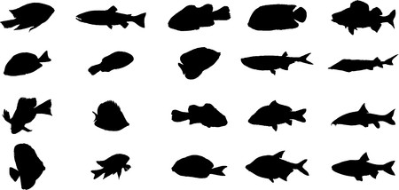 Fish. Set of 20 for web
の写真素材