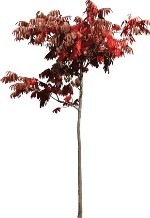 The isolated tree. Similar images can be found in my gallery.
の写真素材