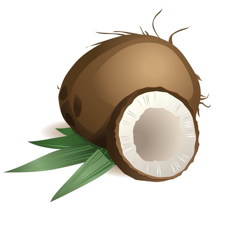 Vector Illustration of  Coconut with leavesのイラスト素材