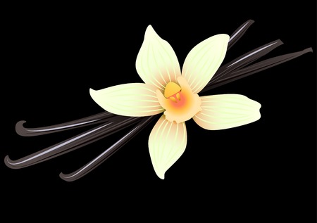 Vector Illustration Icon of Vanilla pods and flowerのイラスト素材