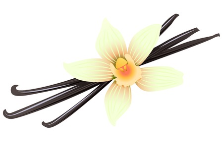 Vector Illustration Icon of Vanilla pods and flowerのイラスト素材