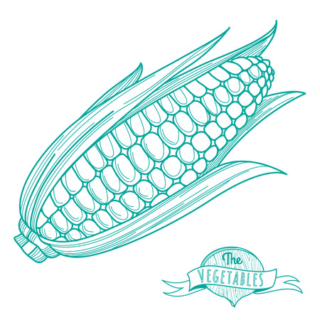 Vector illustration Outline hand drawn sketch of corncob (flat style, thin  line)のイラスト素材