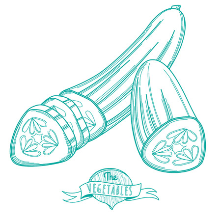 Vector illustration Outline hand drawn sketch of cucumber (flat style, thin  line)のイラスト素材