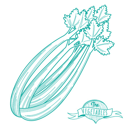 Vector illustration Outline hand drawn sketch of celery (flat style, thin  line)のイラスト素材