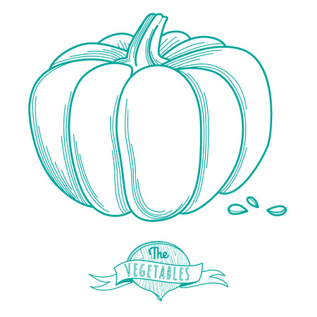 Vector illustration Outline hand drawn sketch of pumkin (flat style, thin  line)のイラスト素材