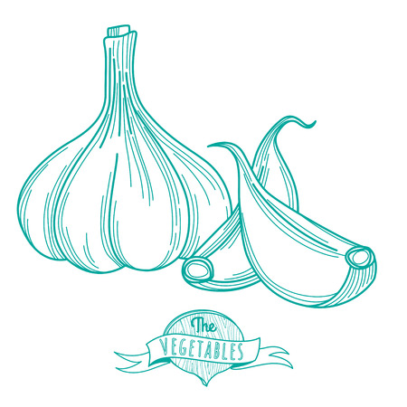 Vector illustration Outline hand drawn sketch of garlic (flat style, thin  line)のイラスト素材