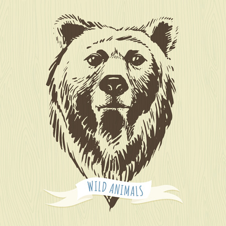 Vector illustration Marker hand-drawn forest animals: bearのイラスト素材