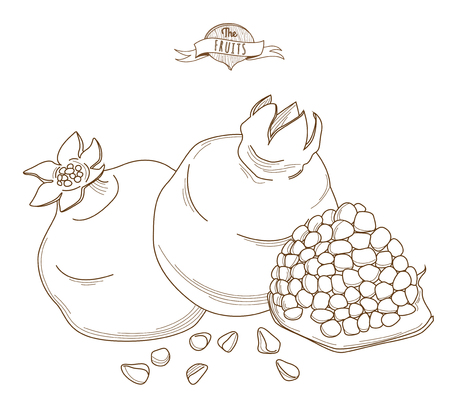 Vector illustration Outline hand drawn pomegranate (flat style, thin line). Single pomegranate, part of pomegranate, isolatedのイラスト素材