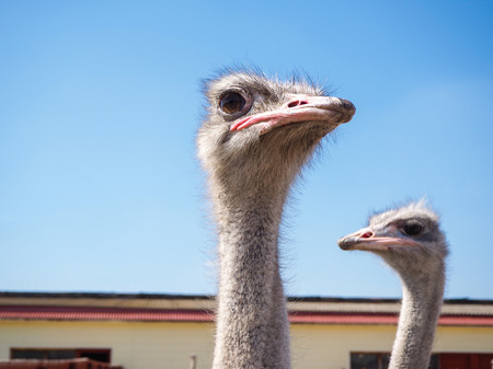 Ostrich bird head and neck front portrait in the paddock. Farm breeding farming of ostriches