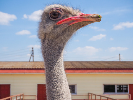 Ostrich bird head and neck front portrait in the paddock. Farm breeding farming of ostrichesの写真素材