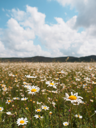 Field wild flowers camomiles against a cloudy sky.の写真素材