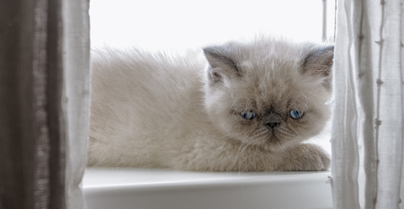 Portrait of a Exotic Shorthair kitten  lying on the windowsillの写真素材