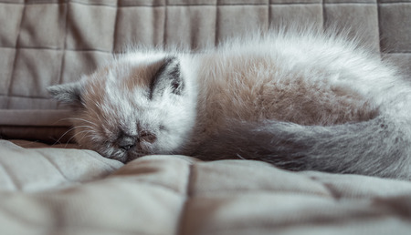 Portrait sleeping Exotic Shorthair kitten on the couchの写真素材
