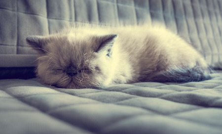 Portrait sleeping Exotic Shorthair kitten on the couchの写真素材
