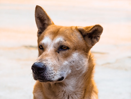 Portrait of a lonely stray dog ??in Thailandの写真素材