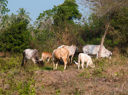 Thai cows in a pasture near the jungle in Thailandの写真素材