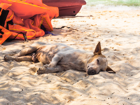 Sleeping homeless dog on the beach in Thailandの写真素材