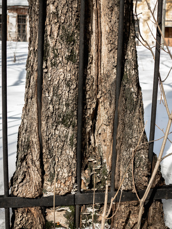 Old tree sprouted through the fence in park.の写真素材