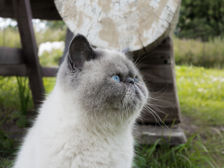 Portrait beautiful exotic shorthair cat lying in the grass on nature.の写真素材