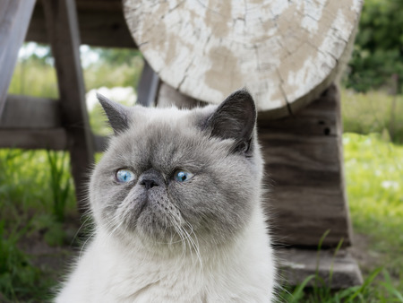 Portrait beautiful exotic shorthair cat lying in the grass on nature.の写真素材