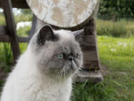 Portrait beautiful exotic shorthair cat lying in the grass on nature.の写真素材