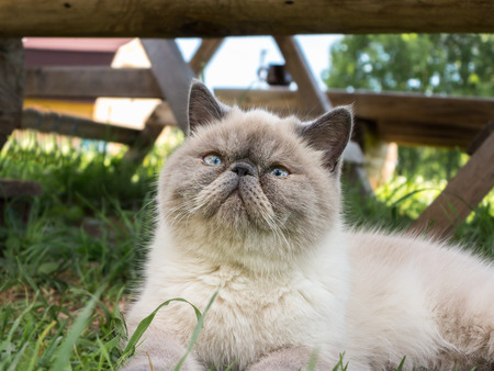 Beautiful exotic shorthair cat lying in the grass on nature.の写真素材