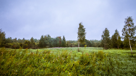Strong wind in a forest glade summer day.の写真素材