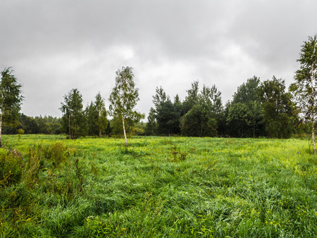 Strong wind in a forest glade summer day.の写真素材