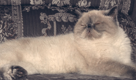 Portrait sleeping Exotic Shorthair cat on the couchの写真素材