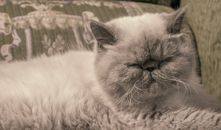 Portrait sleeping Exotic Shorthair cat on the couchの写真素材