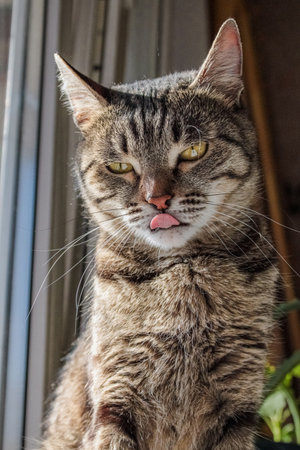 Domestic cat at the windowの写真素材